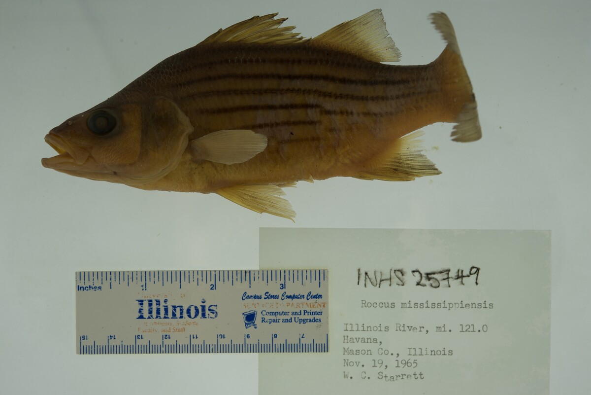 Morone mississippiensis image