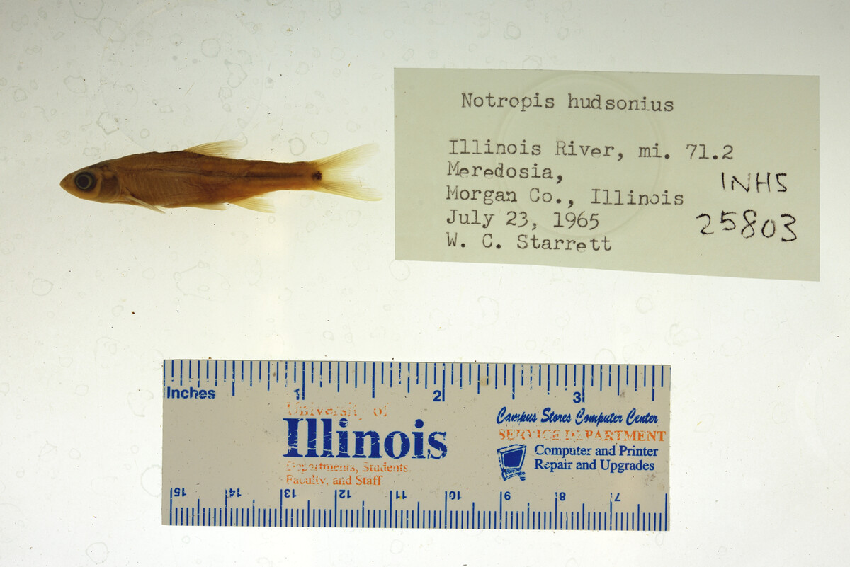 Notropis hudsonius image