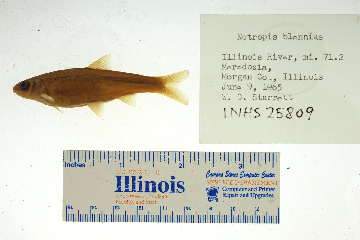 Notropis blennius image