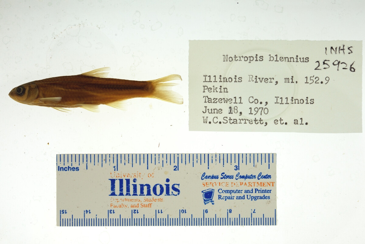 Notropis blennius image