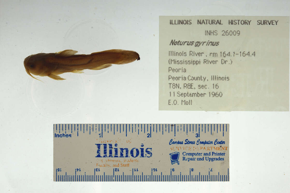Noturus gyrinus image