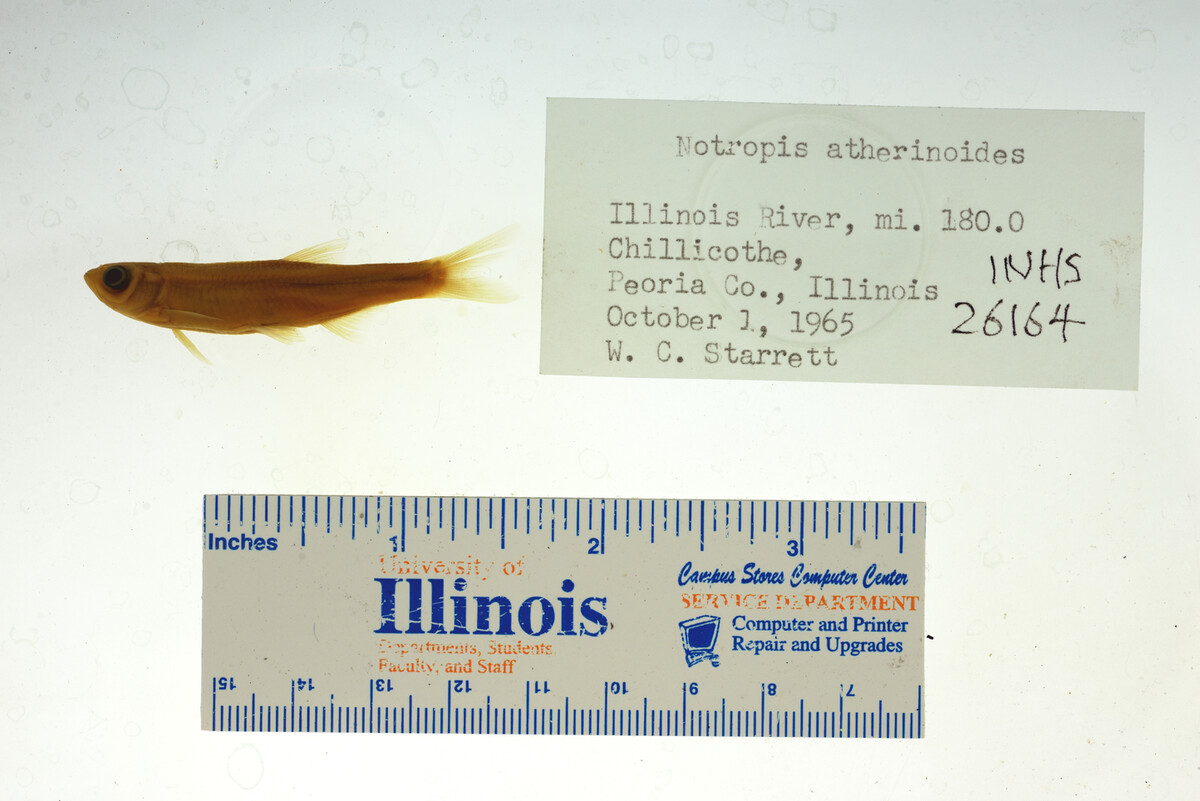 Notropis atherinoides image