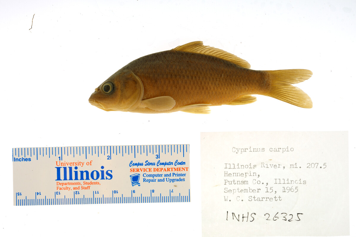 Cyprinus carpio image