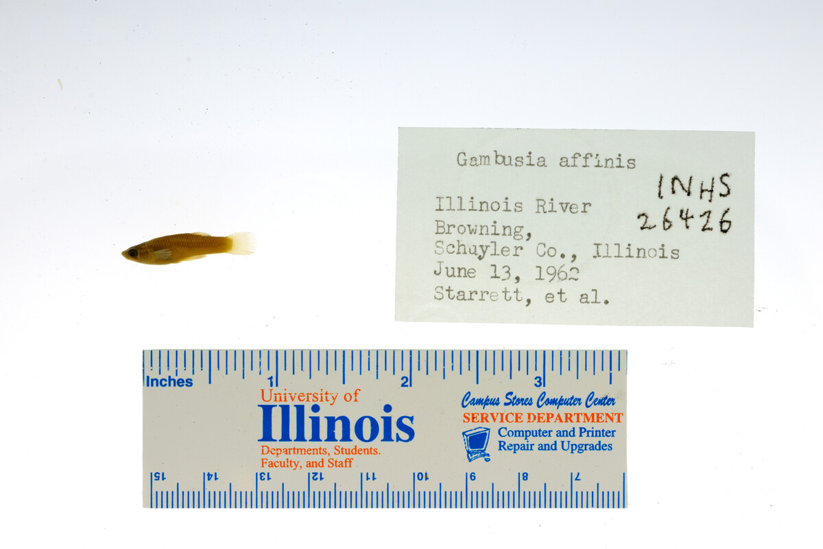 Gambusia affinis image