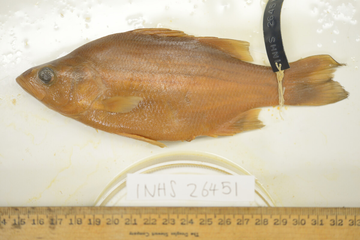 Morone chrysops image