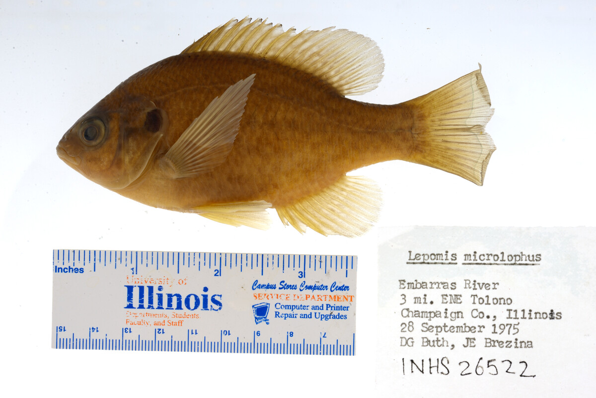 Lepomis microlophus image