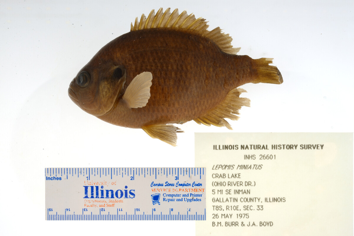 Lepomis miniatus image