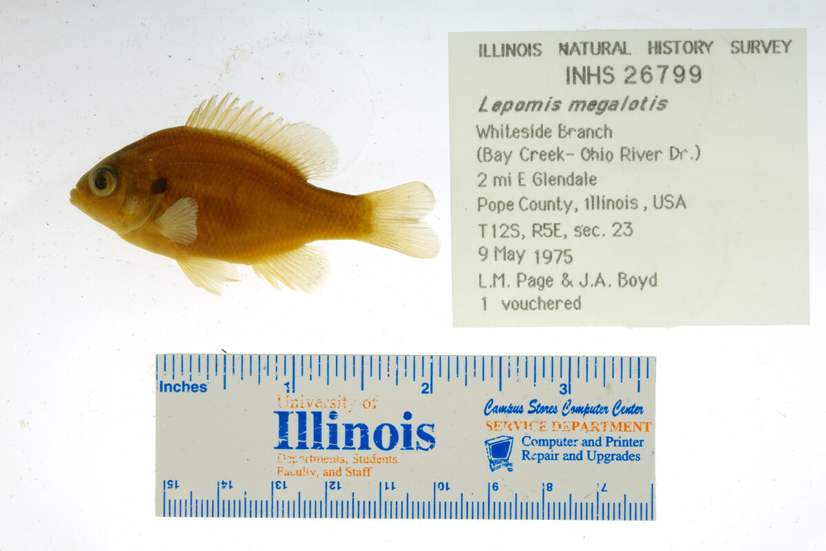 Lepomis megalotis image