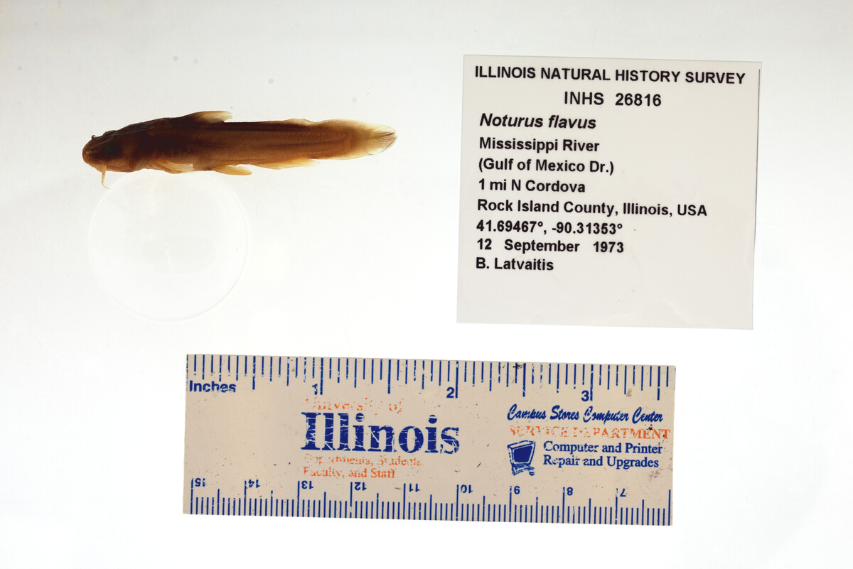 Noturus flavus image