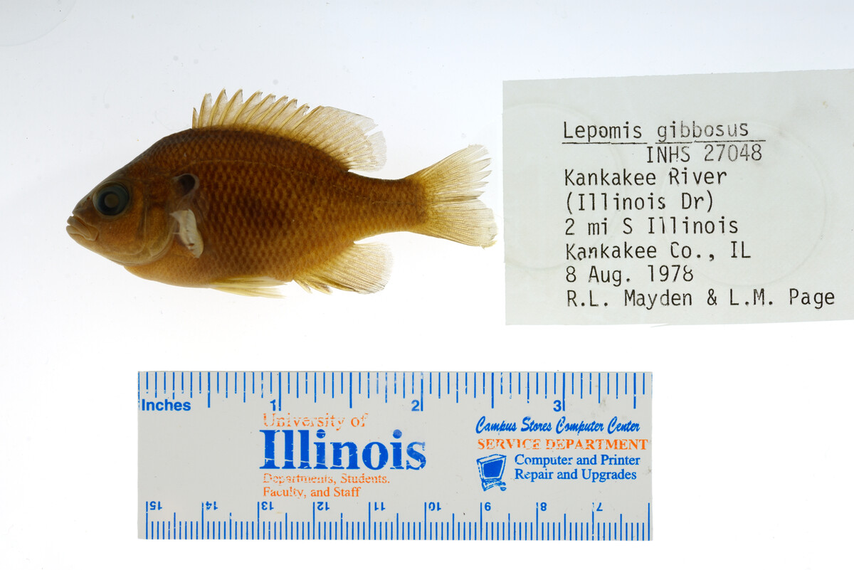Lepomis gibbosus image