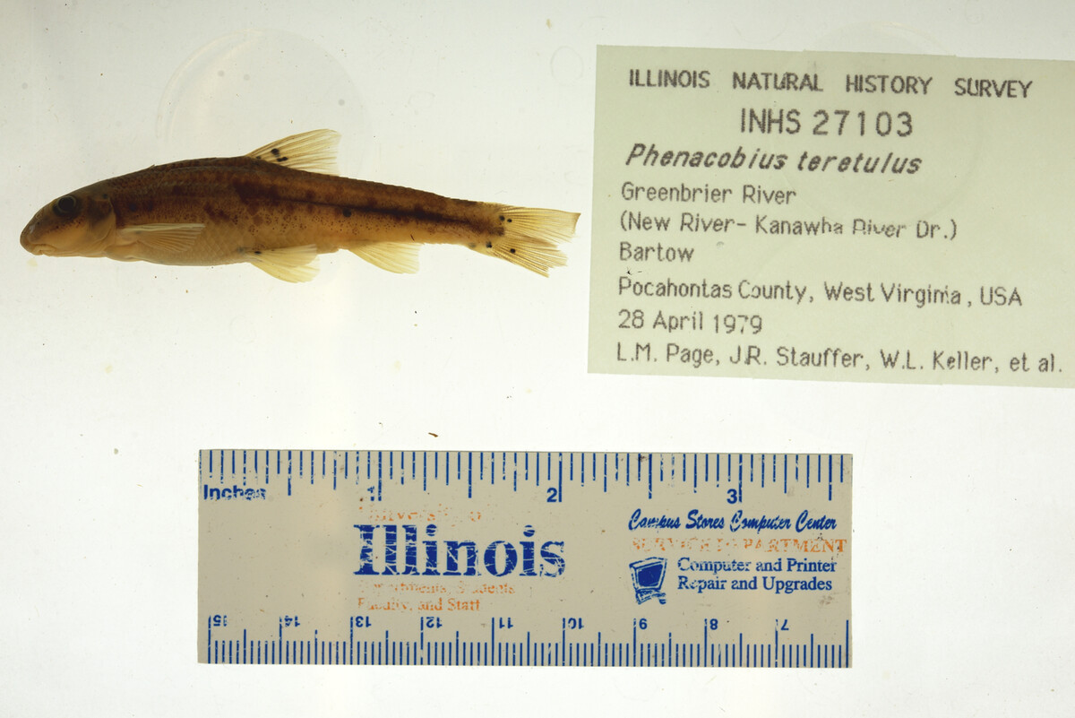 Phenacobius teretulus image