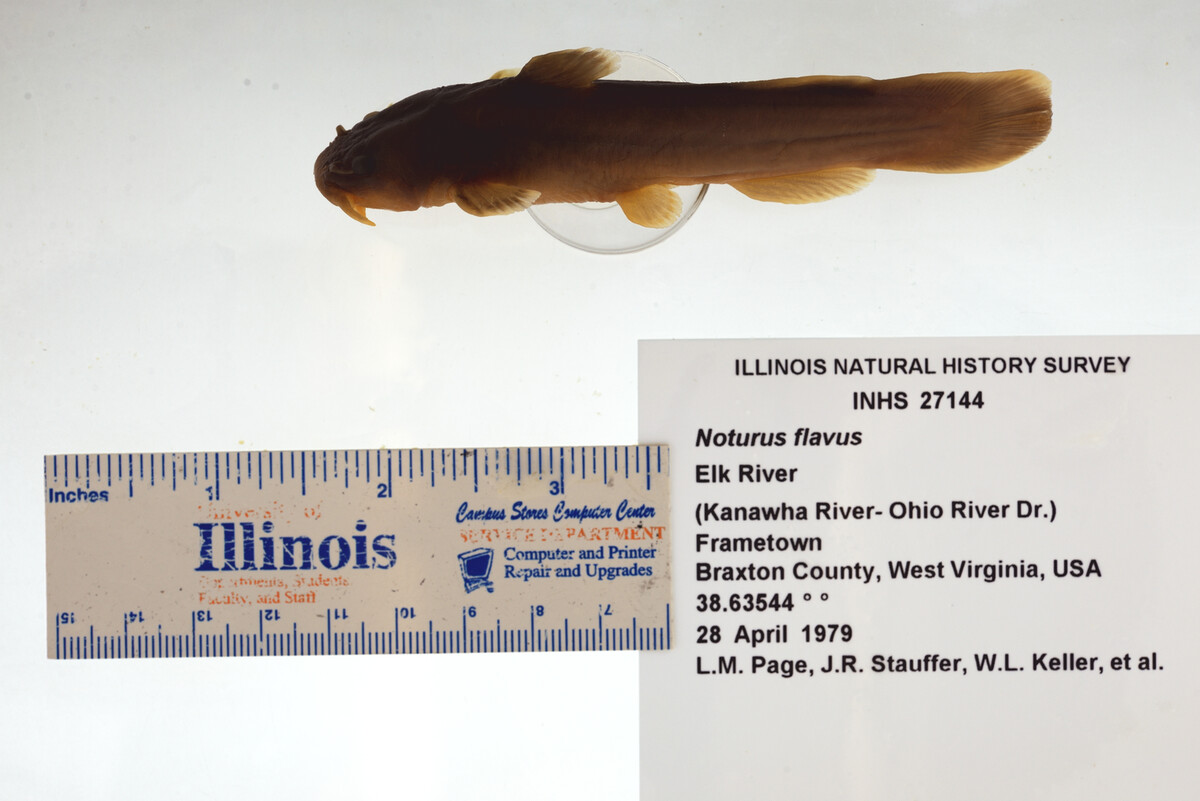 Noturus flavus image
