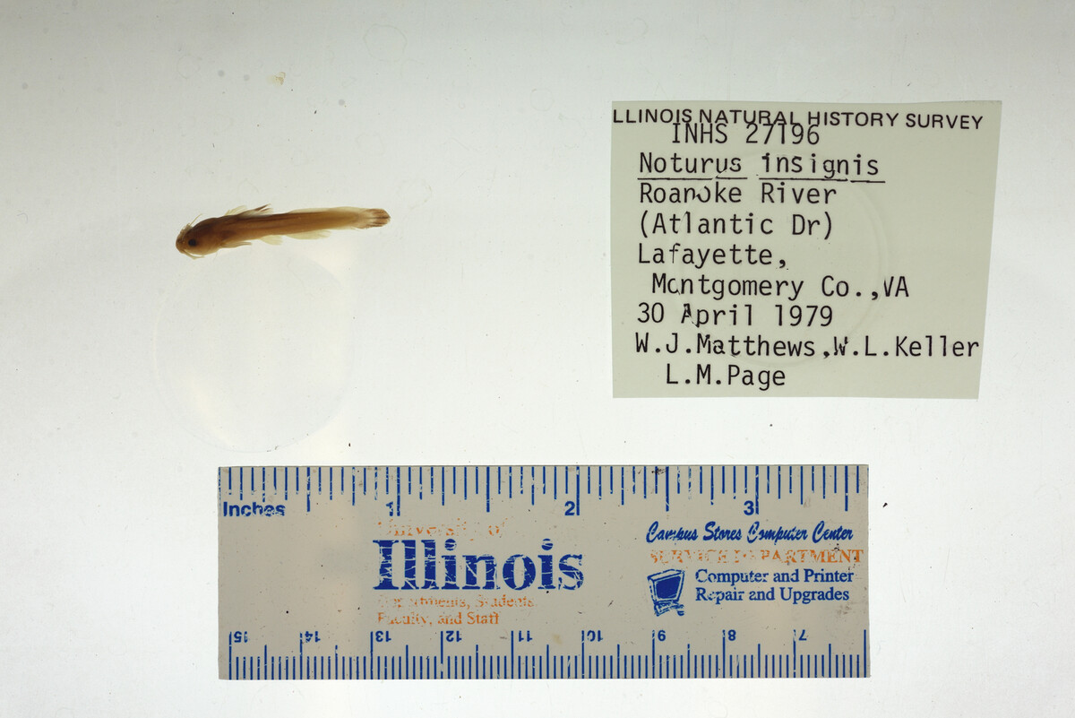 Noturus insignis image