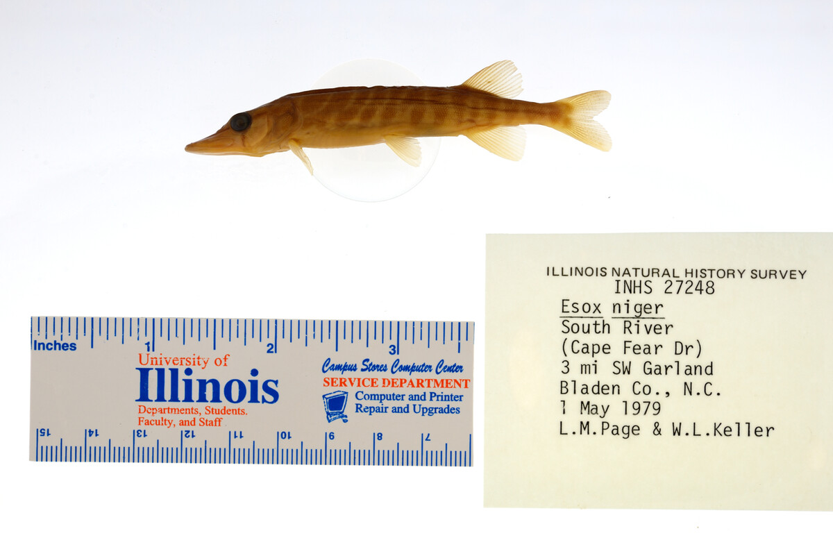 Esox niger image