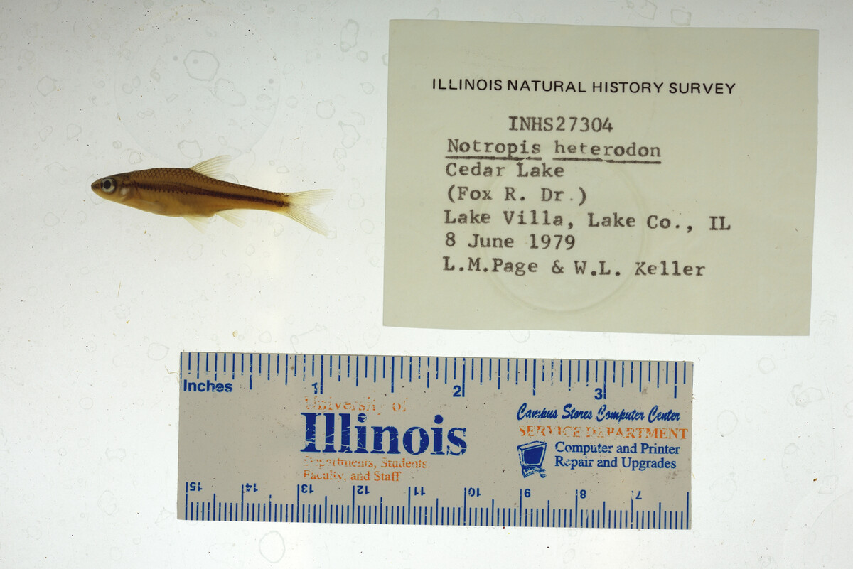 Notropis heterodon image