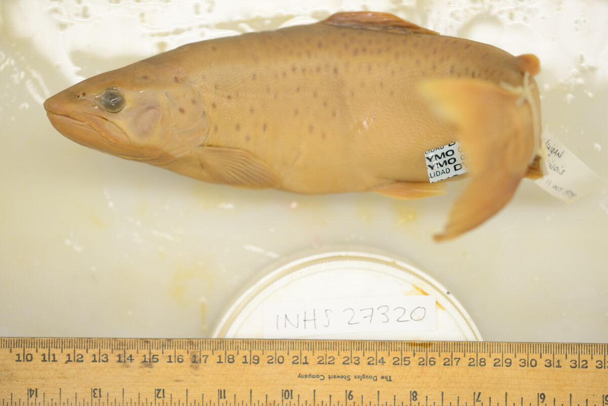 Salmo image