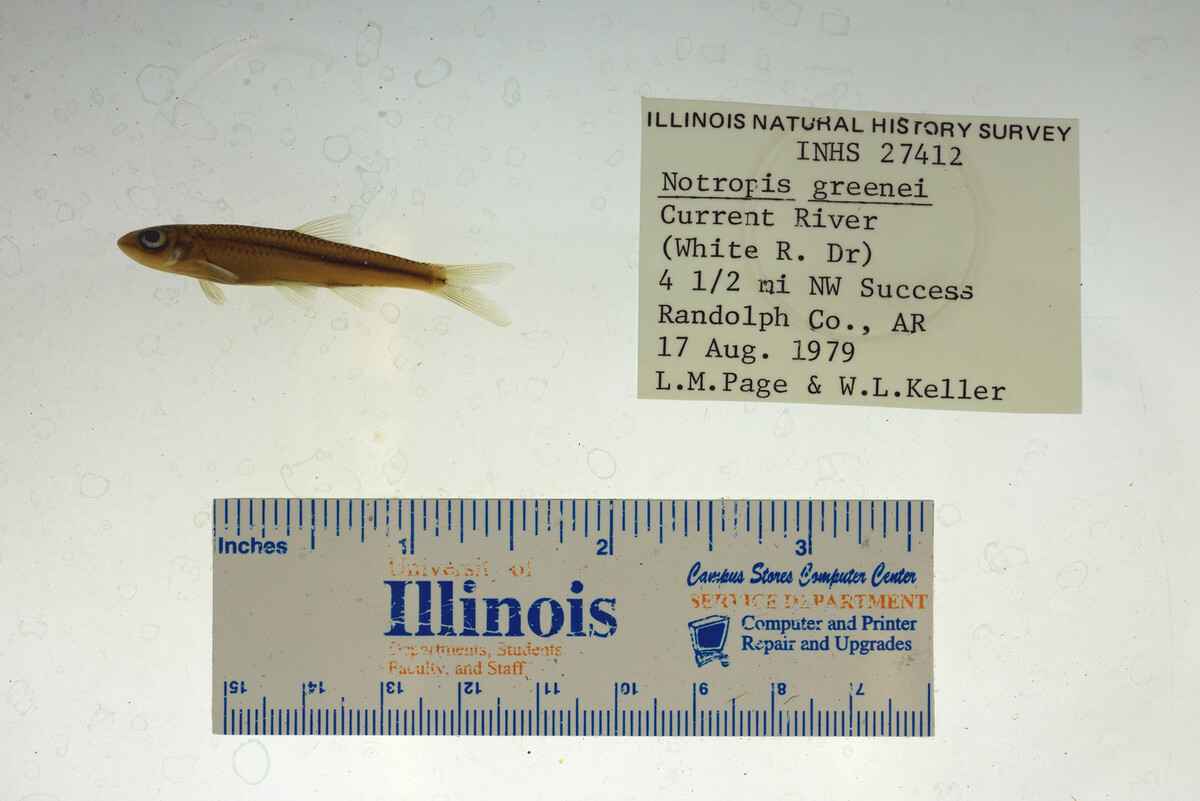 Notropis greenei image