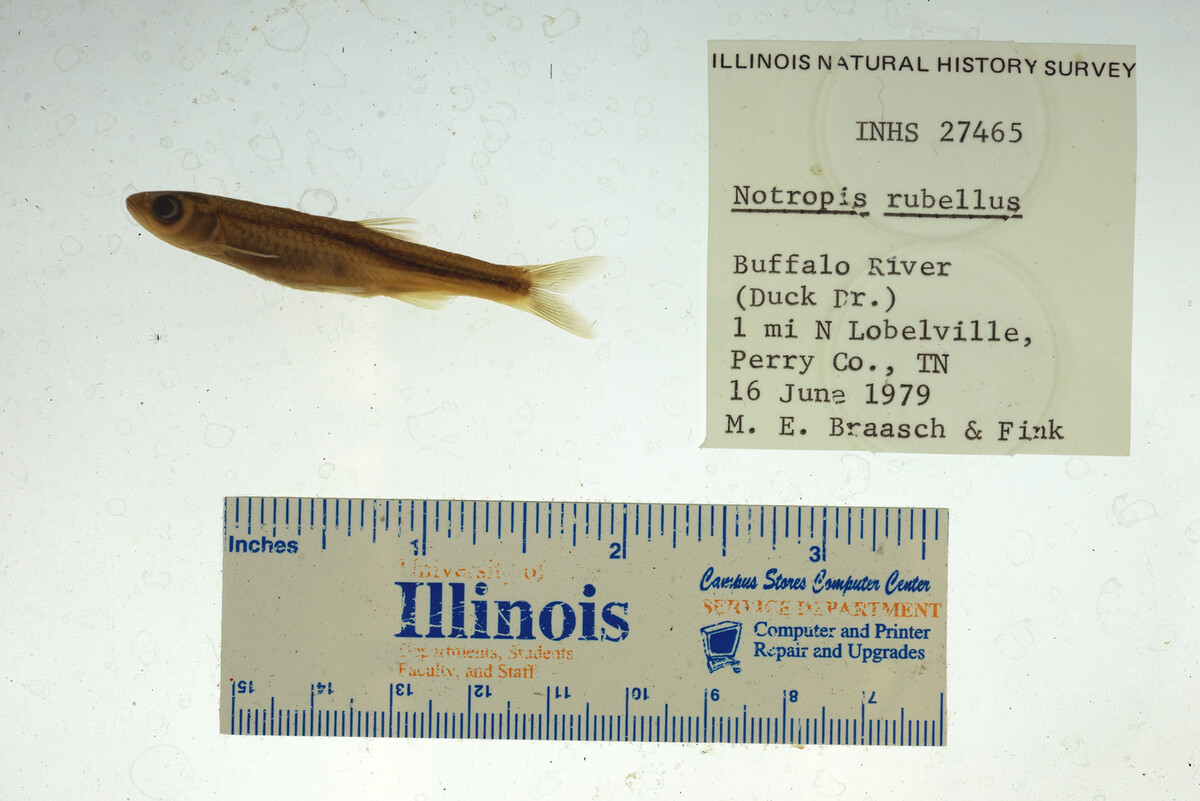 Notropis micropteryx image
