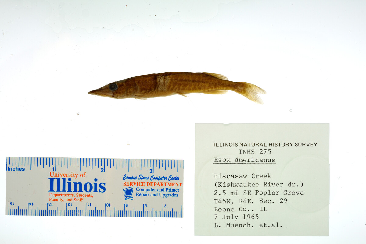 Esox americanus image