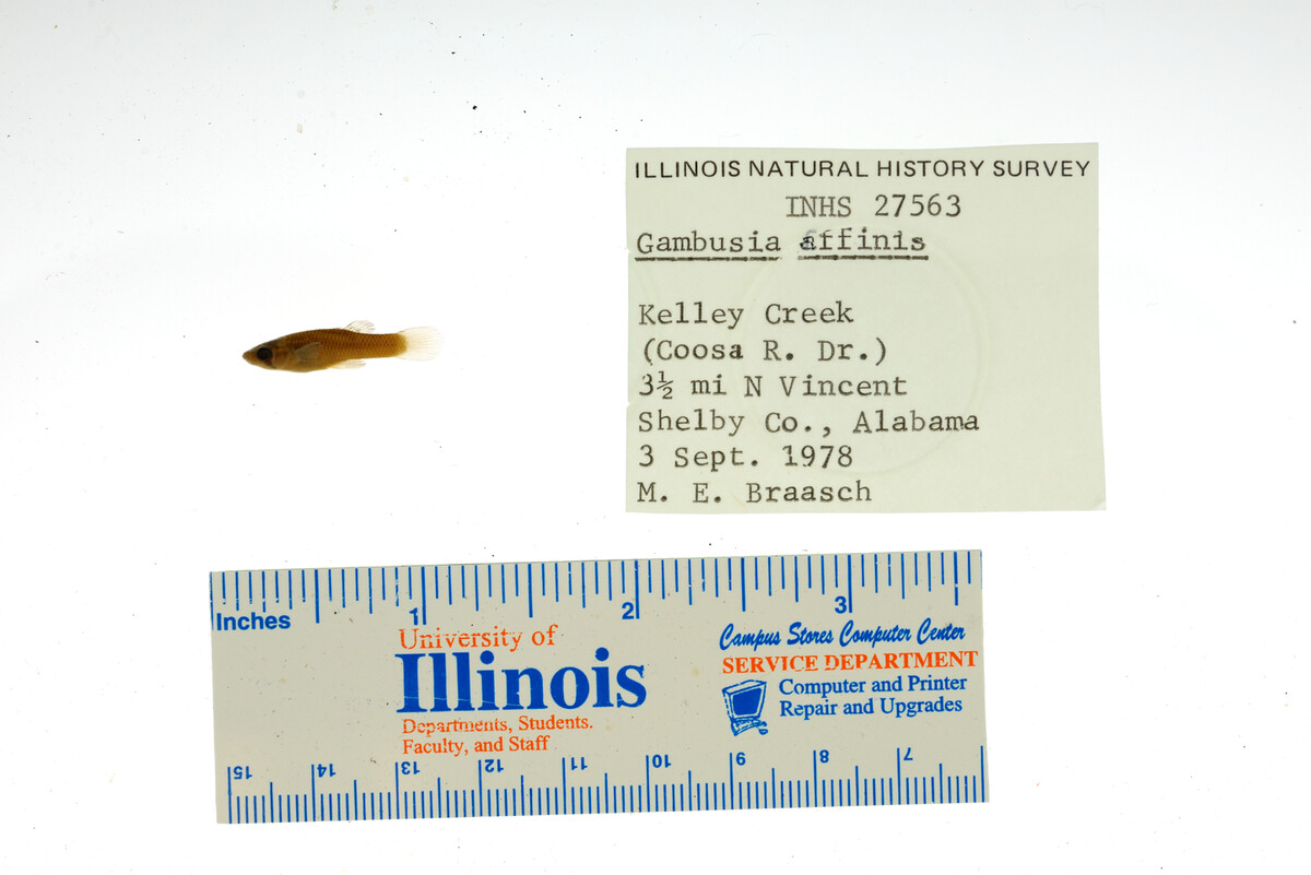 Gambusia affinis image