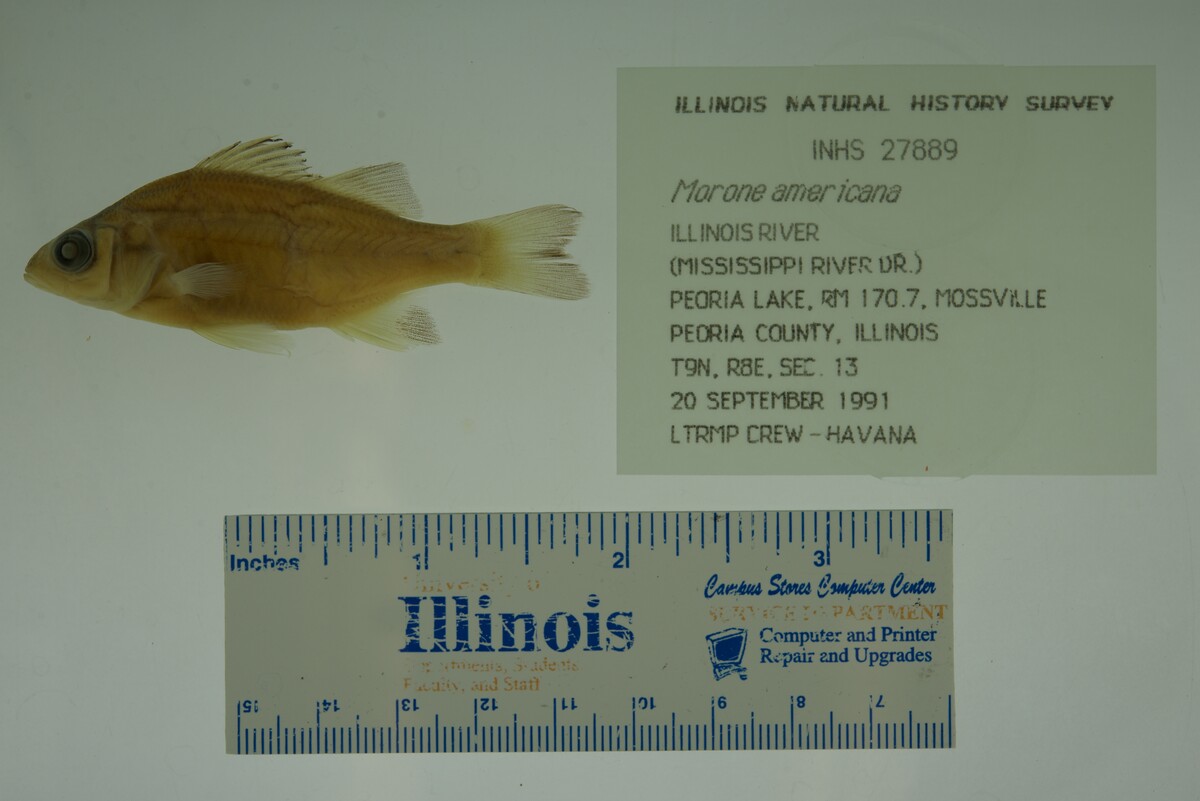 Morone americana image