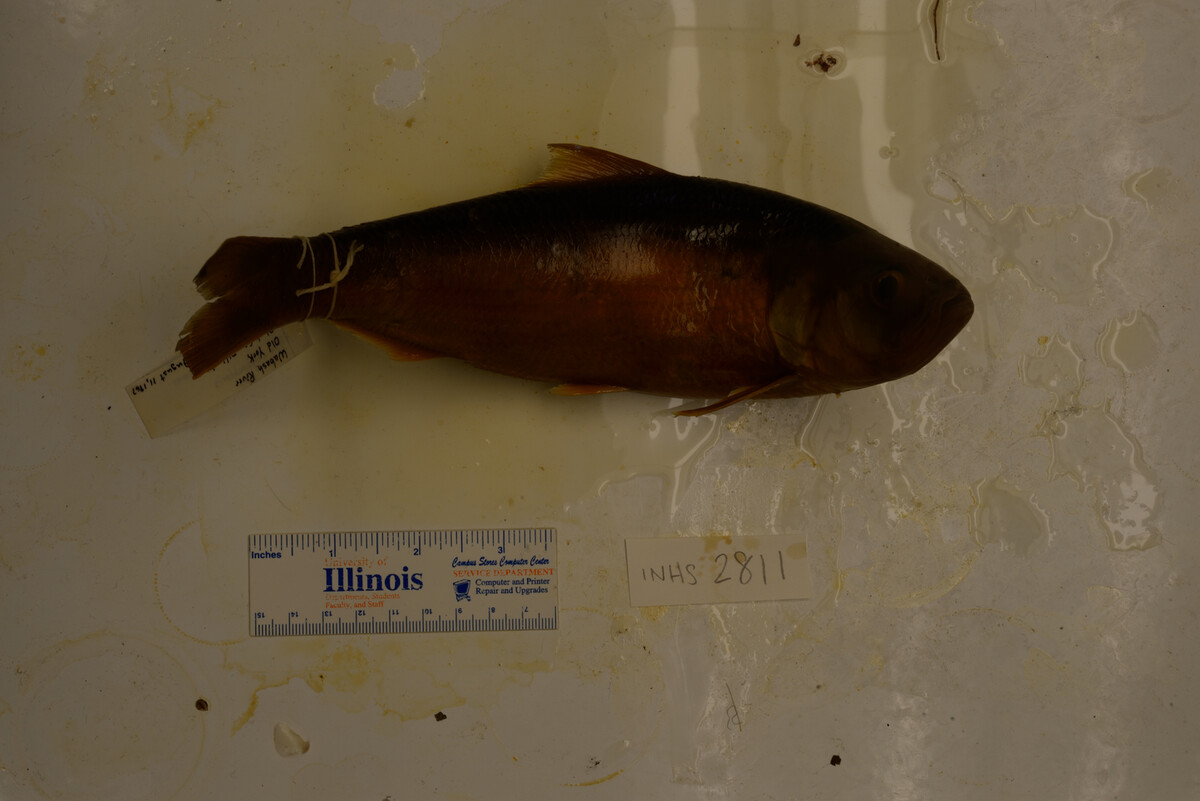 Alosa chrysochloris image