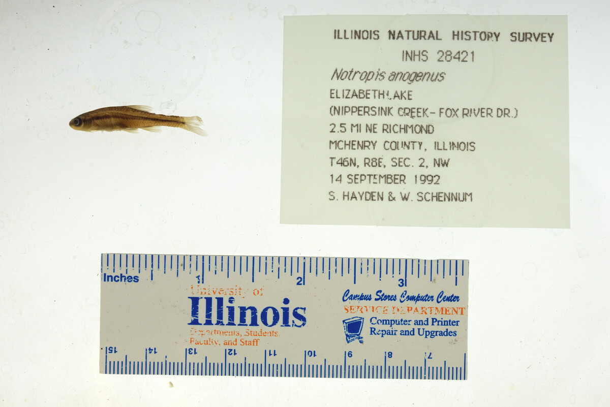 Notropis anogenus image