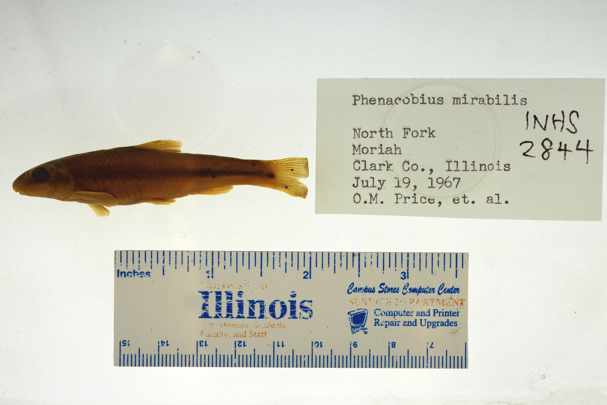 Phenacobius mirabilis image