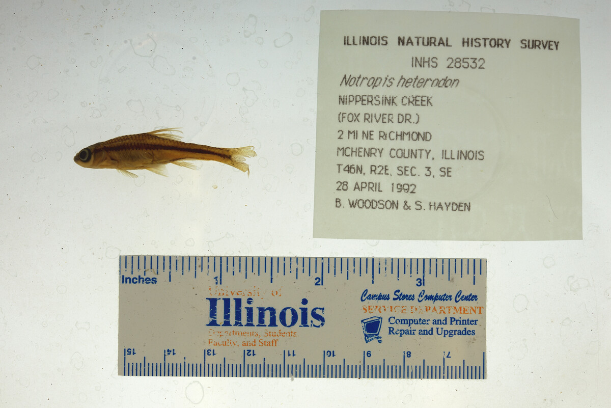 Notropis heterodon image