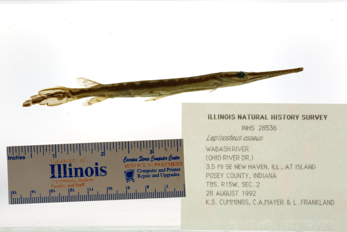 Lepisosteidae image