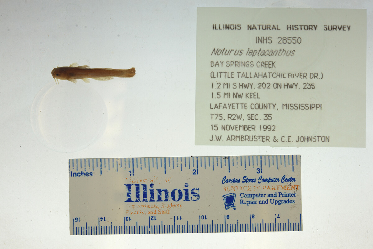 Noturus leptacanthus image