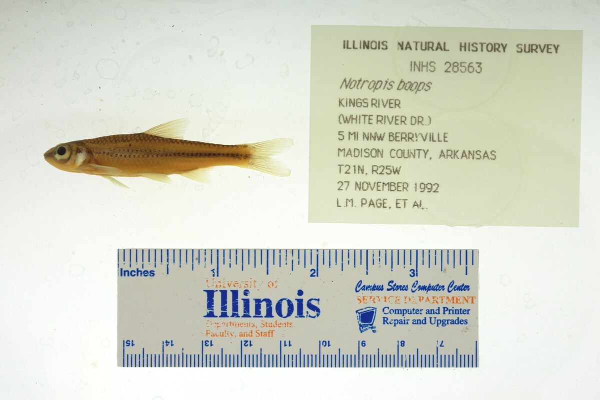Notropis boops image