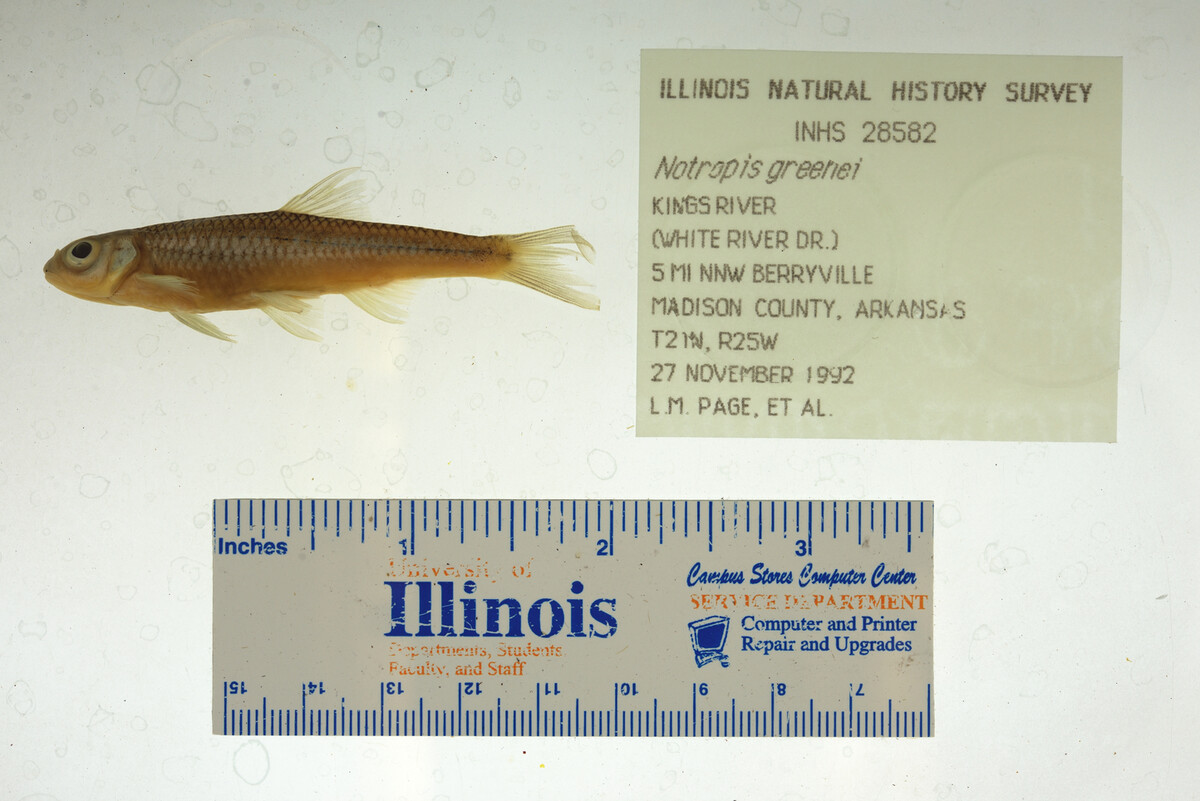 Notropis greenei image