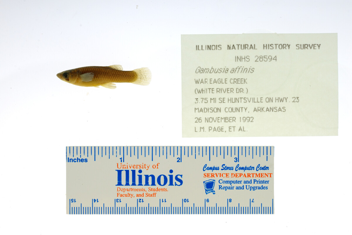 Gambusia affinis image