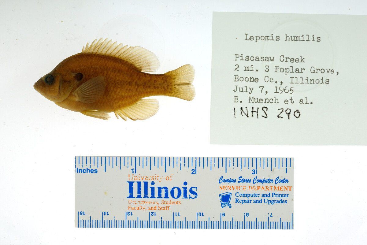 Lepomis humilis image