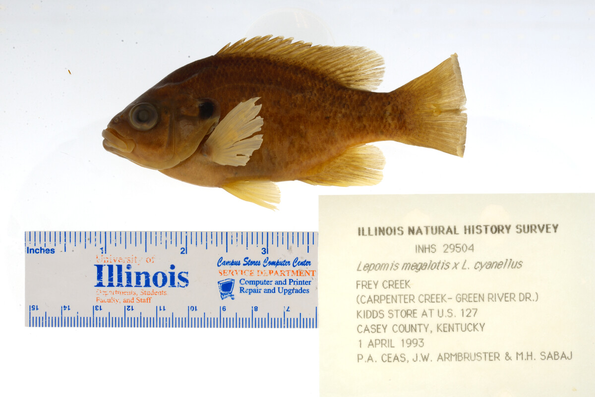 Lepomis megalotis image