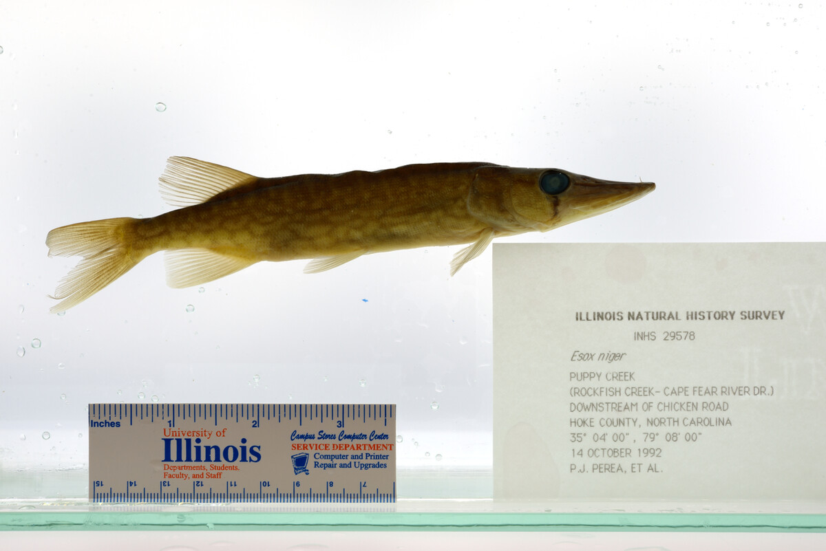 Esox niger image