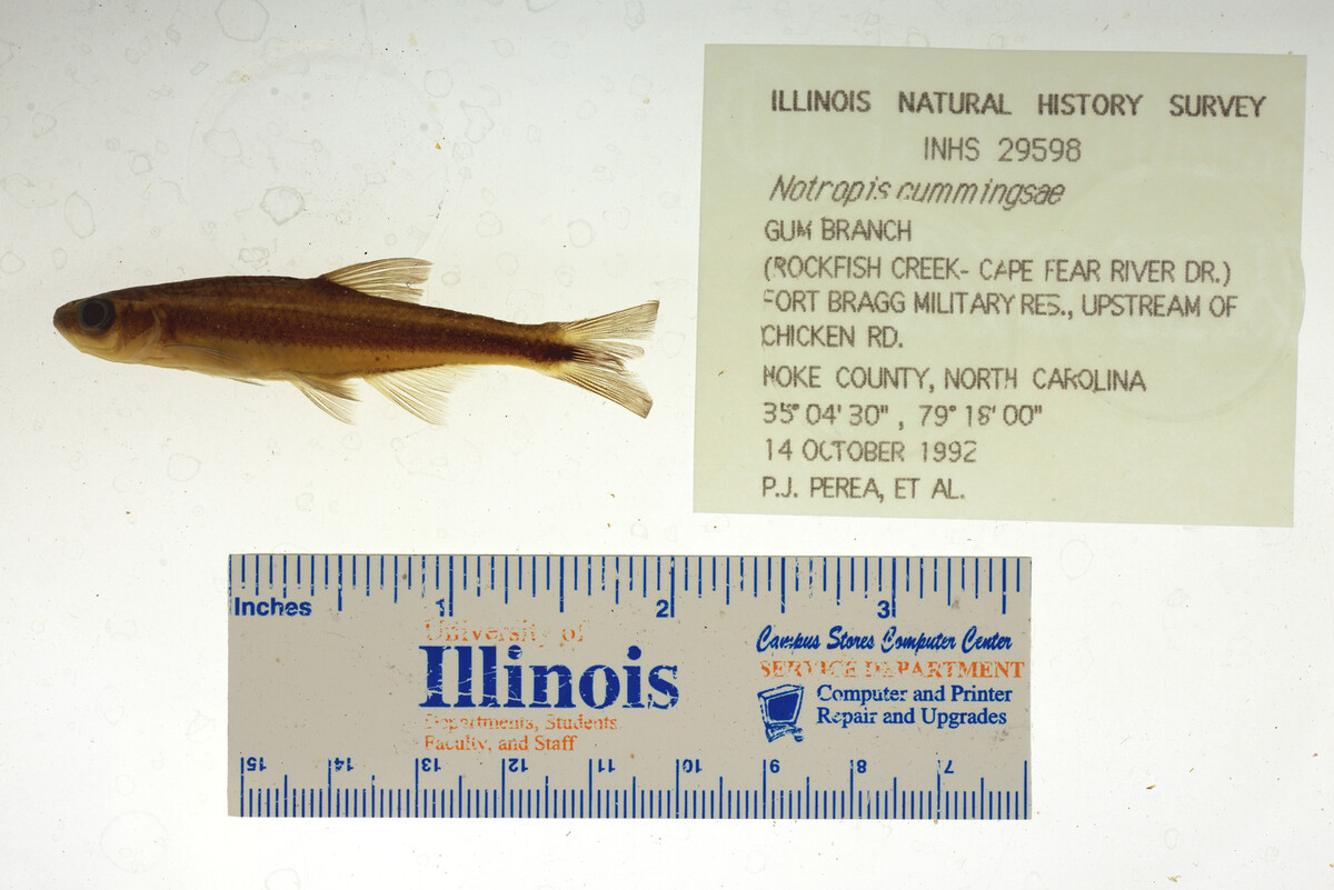 Notropis cummingsae image