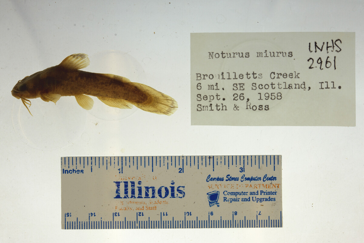Noturus miurus image