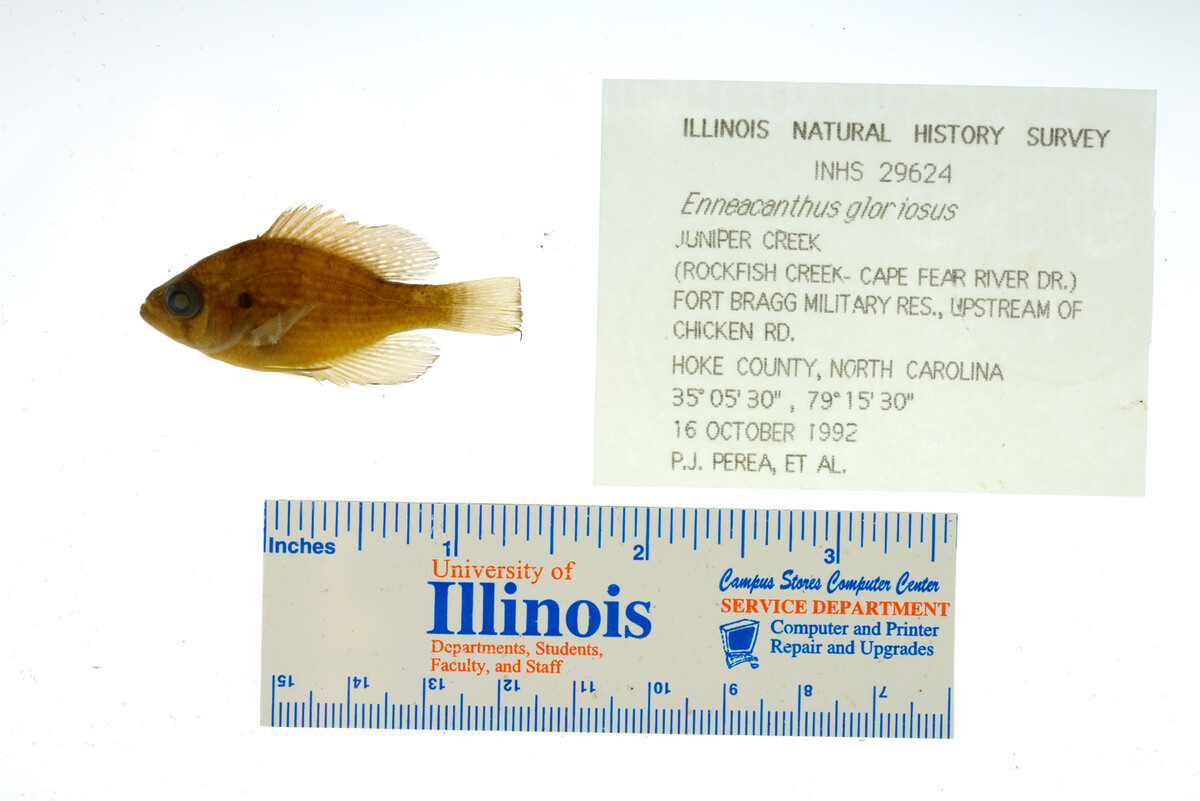Enneacanthus gloriosus image