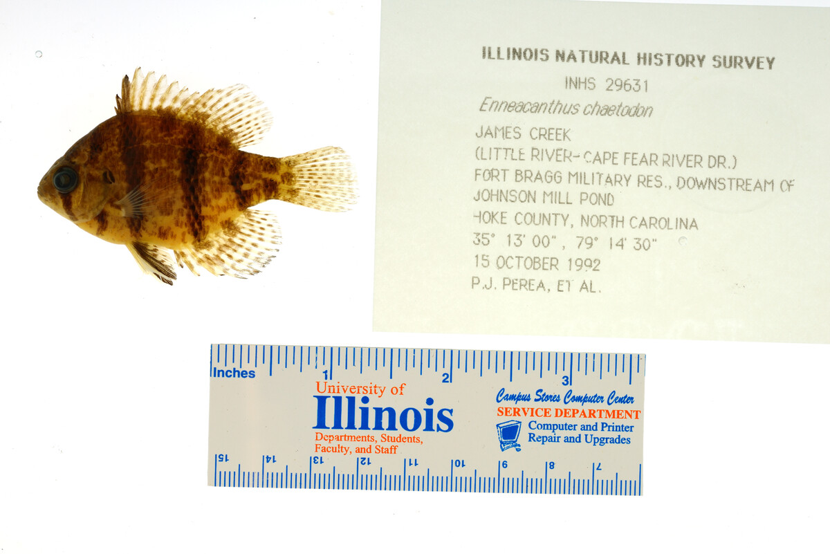Enneacanthus chaetodon image