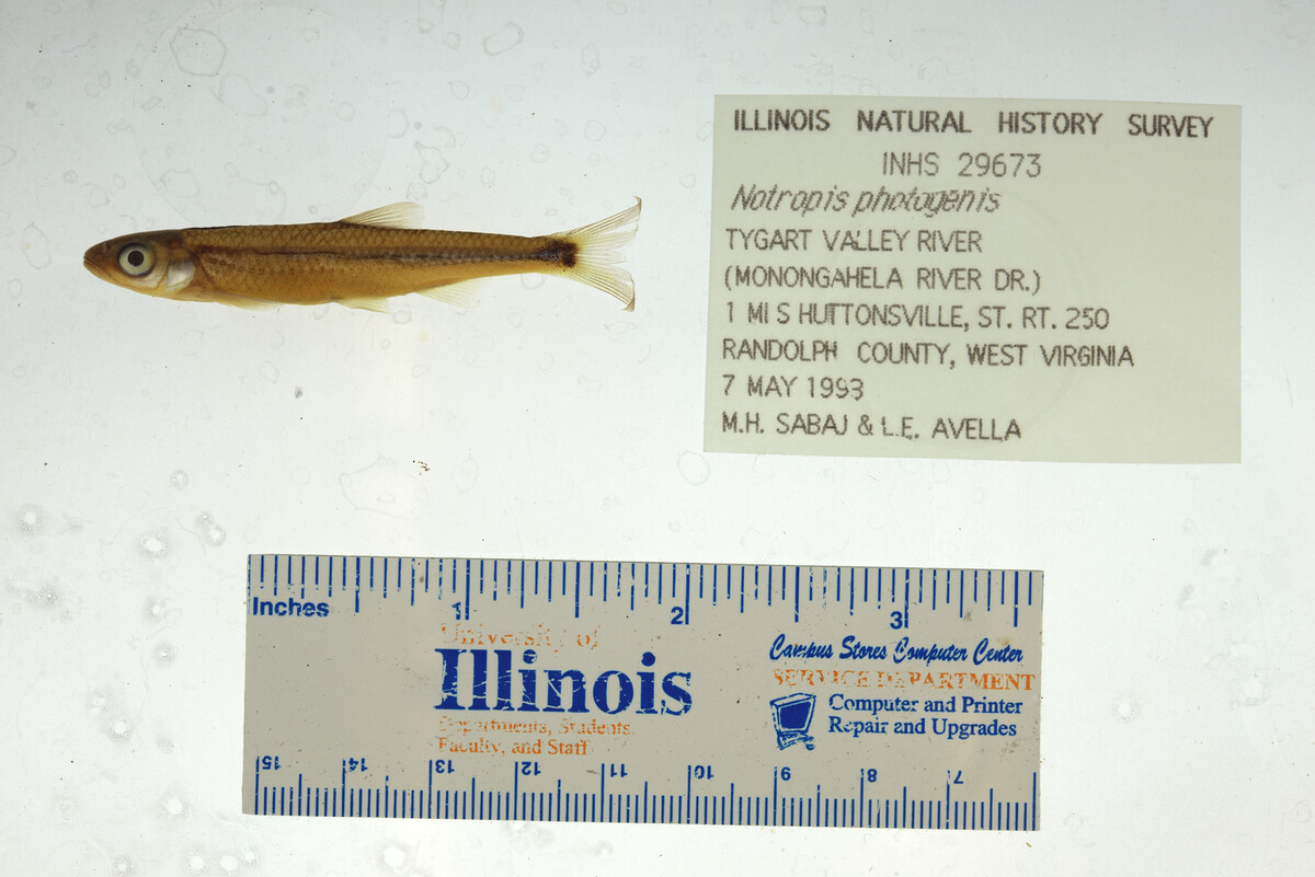 Notropis photogenis image