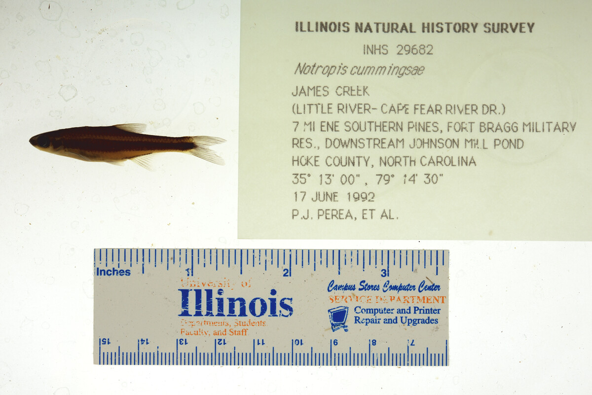 Notropis cummingsae image