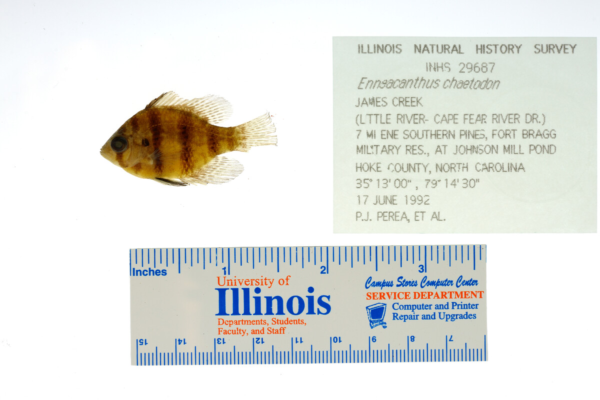 Enneacanthus chaetodon image