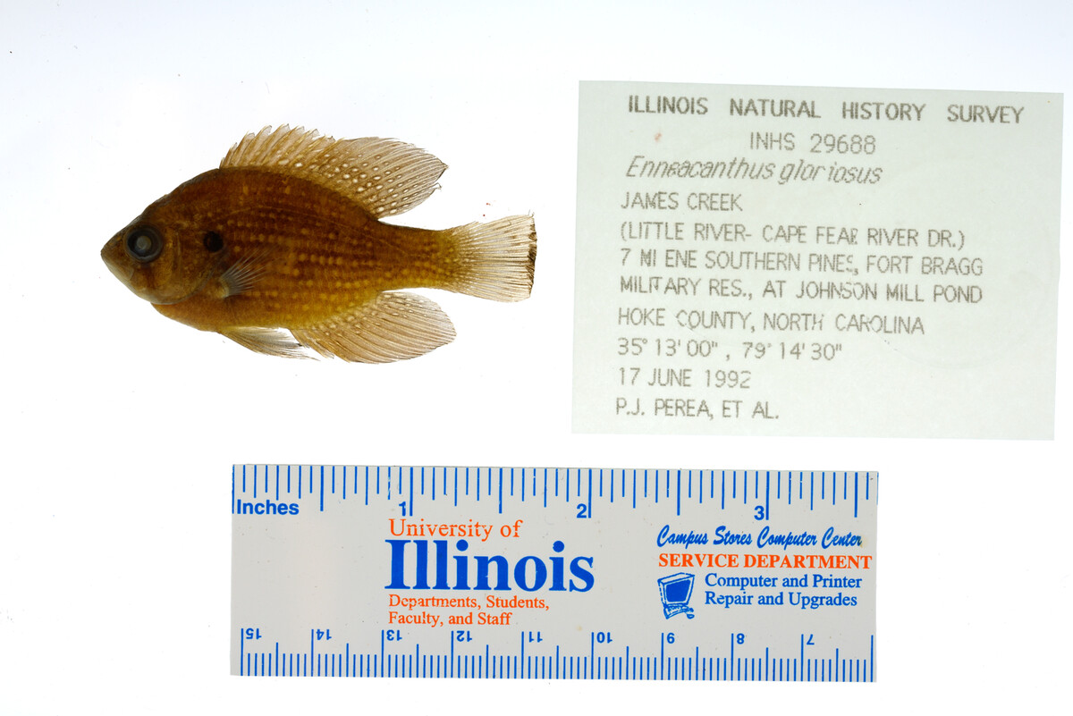 Enneacanthus gloriosus image