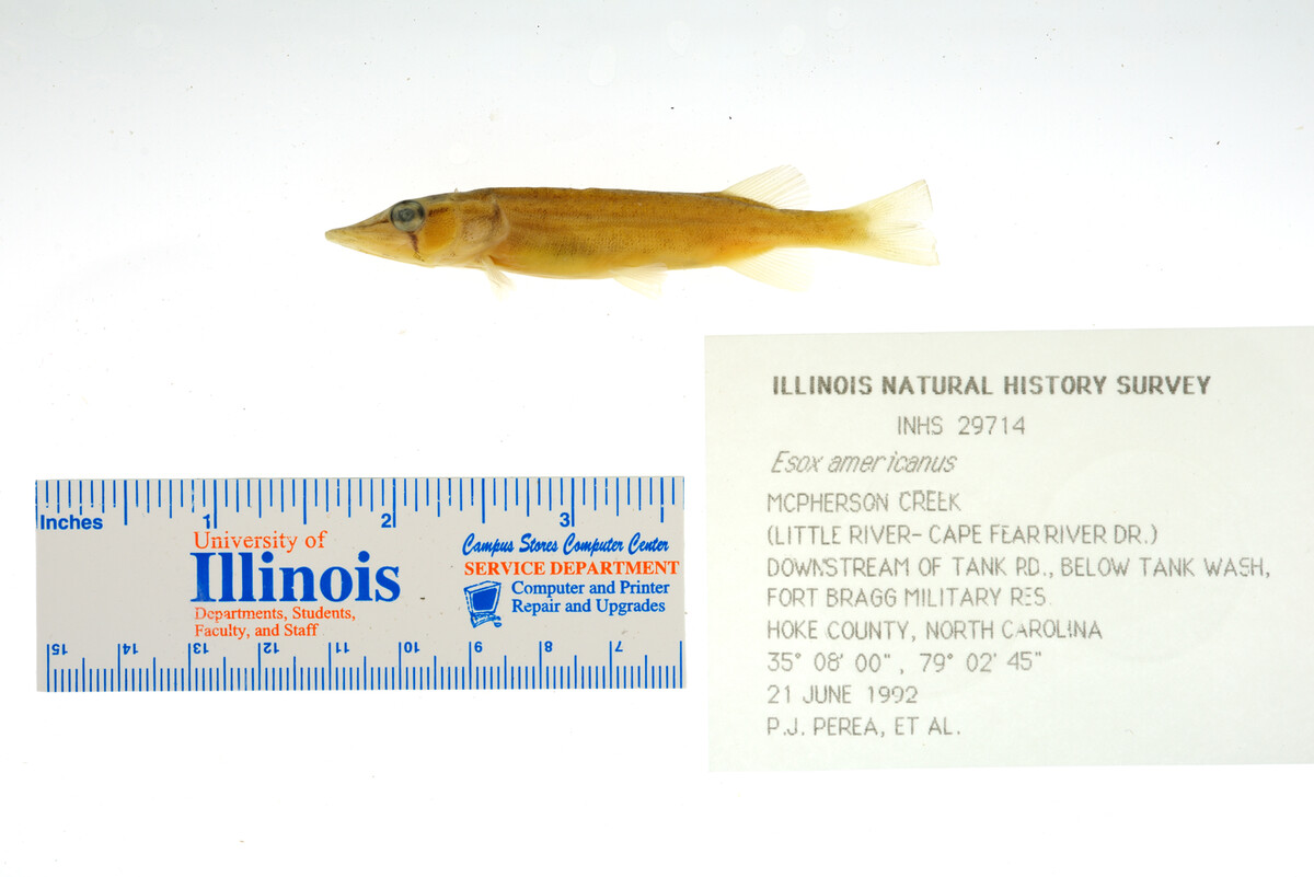 Esox americanus image