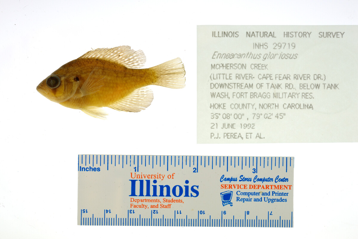 Enneacanthus gloriosus image