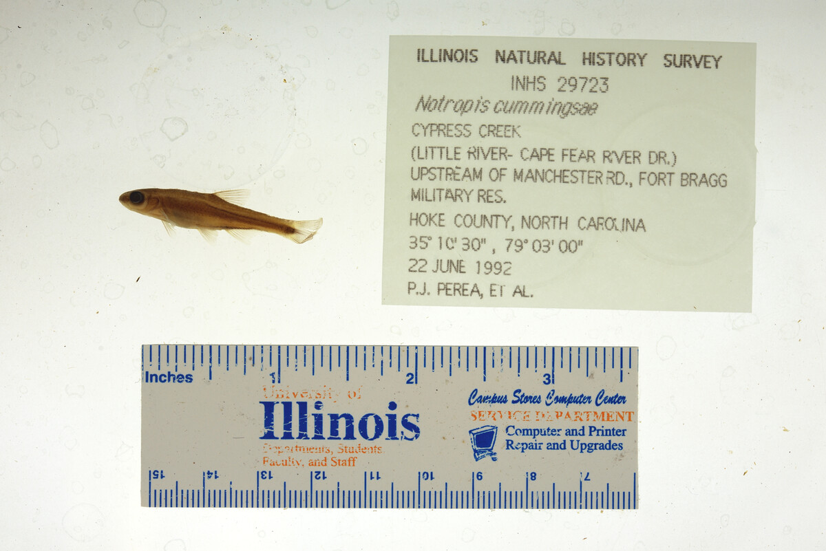 Notropis cummingsae image