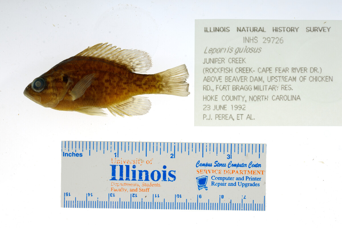 Lepomis gulosus image