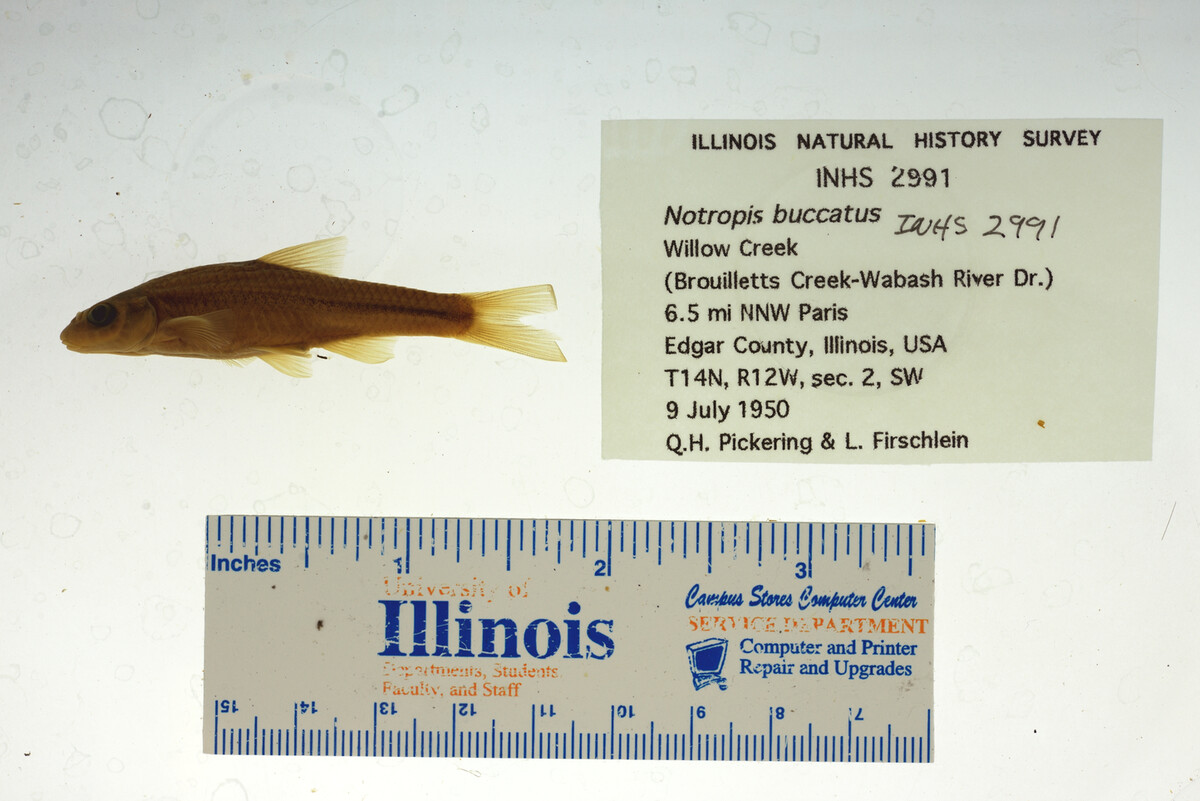 Notropis buccatus image